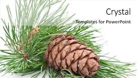  Presentation with pine cone - Slides having siberian pine cone with branch background and a white colored foreground