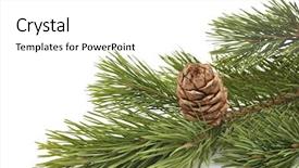  Presentation with pine cone - Cool new PPT theme with siberian pine cone with branch backdrop and a white colored foreground