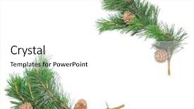  Presentation with pine - PPT theme enhanced with siberian pine cones with branch background and a white colored foreground