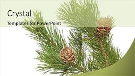  Presentation with pine - PPT theme having siberian pine cones with branch background and a soft green colored foreground