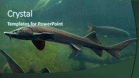  Presentation with fish river - Presentation theme consisting of sturgeon acipenser baerii freshwater fish background and a ocean colored foreground