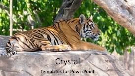  Presentation with safari tiger - Presentation theme consisting of siberian tiger at safari world background and a soft green colored foreground