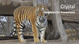  Presentation with zoo - Presentation theme enhanced with siberian tiger in a zoo background and a gray colored foreground