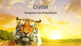  Presentation with tiger - Theme having siberian tiger in the sunset background and a lemonade colored foreground