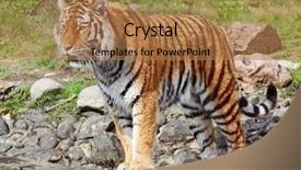  Presentation with zoo - Slides with siberian tiger in vienna zoo background and a coral colored foreground