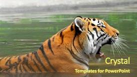  Presentation with siberian tiger taken - Cool new slide set with siberian tiger in water backdrop and a tawny brown colored foreground