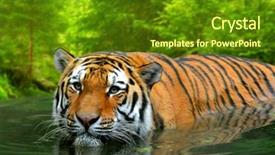  Presentation with tiger - Presentation design consisting of siberian tiger in water background and a tawny brown colored foreground