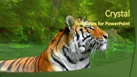  Presentation with hunting - Slide set having siberian tiger in water background and a tawny brown colored foreground