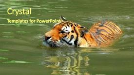  Presentation with hunting - PPT theme consisting of siberian tiger in water background and a tawny brown colored foreground