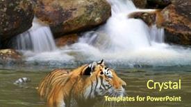  Presentation with tiger - Presentation theme having siberian tiger panthera tigris altaica background and a tawny brown colored foreground