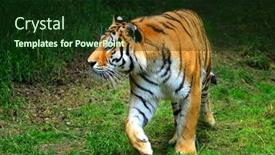  Presentation with tiger - Cool new PPT layouts with siberian-tiger-panthera-tigris-altaica backdrop and a tawny brown colored foreground