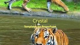  Presentation with tiger - Slide set consisting of siberian-tiger-panthera-tigris-altaica background and a tawny brown colored foreground