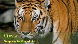  Presentation with tiger - 