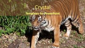  Presentation with tiger - 