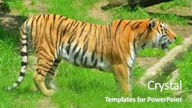  Presentation with hunting - Amazing theme having siberian tiger backdrop and a tawny brown colored foreground