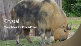  Presentation with sichuan pepper - Presentation theme having sichuan-takin-budorcas-taxicolor-tibetana background and a tawny brown colored foreground