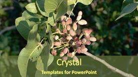  Presentation with tree - Slides with pistacia - sicilian pistachio on the tree background and a tawny brown colored foreground