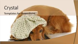  Presentation with save water shower head - Slides consisting of sick animals - dachshund with hot water bottle background and a yellow colored foreground