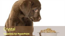  Presentation with dental full metal crown - Presentation design enhanced with sick animals - labrador retriever puppy sitting background and a tawny brown colored foreground