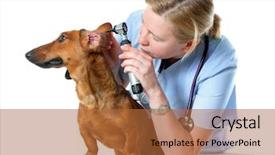  Presentation with dachshund - PPT layouts with sick animals - veterinarian doctor making checkup background and a red colored foreground