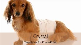  Presentation with veterinary - PPT layouts consisting of sick animals - veterinary care - miniature dachshund background and a coral colored foreground