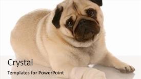  Presentation with veterinary - Slides having sick animals - veterinary care - pug background and a lemonade colored foreground
