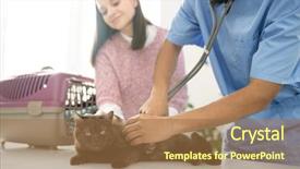  Presentation with veterinary - Theme having sick brown cat lying background and a coral colored foreground