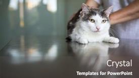  Presentation with vet - Presentation design with sick-cat-being-examined background and a dark gray colored foreground