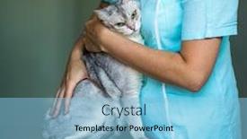  Presentation with vet - PPT theme enhanced with sick-cat-being-examined background and a light blue colored foreground