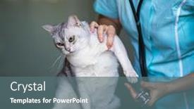  Presentation with vet - Presentation with sick-cat-being-examined background and a ocean colored foreground