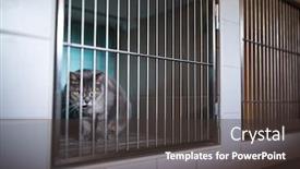 Presentation with cage - Beautiful slide deck featuring sick-cat-waiting-for-treatment backdrop and a dark gray colored foreground