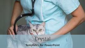  Presentation with cage - Amazing slides having sick-cat-waiting-for-treatment backdrop and a light blue colored foreground