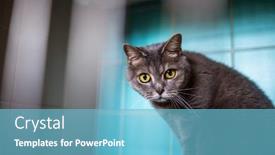  Presentation with cage - Amazing slide deck having sick-cat-waiting-for-treatment backdrop and a light blue colored foreground