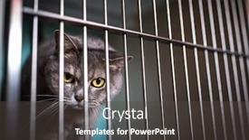  Presentation with cage - PPT theme consisting of sick-cat-waiting-for-treatment background and a dark gray colored foreground