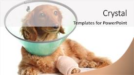  Presentation with funnel - Amazing PPT layouts having sick dachshund wearing a funnel backdrop and a white colored foreground