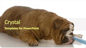  Presentation with sick dog - Audience pleasing presentation design consisting of sick dog - english bulldog getting backdrop and a tawny brown colored foreground