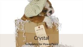  Presentation with sick dog - Audience pleasing slides consisting of sick dog - english bulldog puppy backdrop and a coral colored foreground