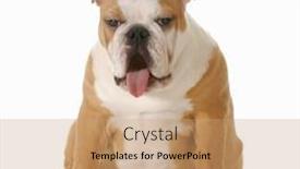  Presentation with sick dog - PPT layouts having sick dog - english bulldog puppy with tongue as if sick isolated on white background - six month old female background and a coral colored foreground
