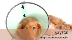  Presentation with sick dog - Theme enhanced with sick dog wearing a funnel background and a coral colored foreground