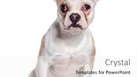  Presentation with sick dog - Presentation theme featuring sick-dog-with-a-cherry background and a white colored foreground