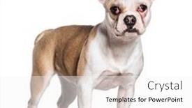  Presentation with sick dog - PPT theme consisting of sick-dog-with-a-cherry background and a white colored foreground