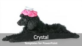  Presentation with sick dog - Colorful slide deck enhanced with sick dog with hot water bottle on head backdrop and a dark gray colored foreground