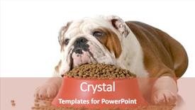  Presentation with sick dog - Slide deck with sick dog background and a coral colored foreground