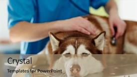  Presentation with vet - Amazing slide deck having treatment of sick husky dog backdrop and a coral colored foreground