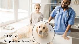  Presentation with sick dog - PPT layouts consisting of sick labrador dog with funnel background and a lemonade colored foreground