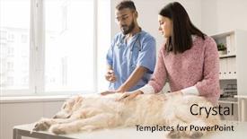  Presentation with medical therapy - Audience pleasing slides consisting of sick labrador pet lying backdrop and a lemonade colored foreground