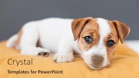  Presentation with sick dog - PPT layouts enhanced with sick-or-tired-puppy background and a yellow colored foreground