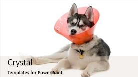  Presentation with puppy - Presentation theme with sick puppy background and a soft green colored foreground