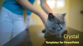  Presentation with cage - PPT layouts enhanced with sick-scared-cat-waiting background and a tawny brown colored foreground