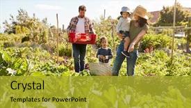  Presentation with ethylenal sensitive produce - Colorful slide deck enhanced with your side - family harvesting produce from allotment backdrop and a gold colored foreground